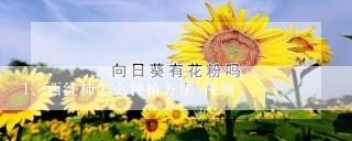 西红柿怎么种植方法 视频