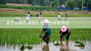 茶子油树在湖南安化什么时候种植