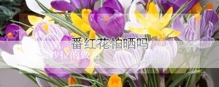 蔬菜沙拉的做法