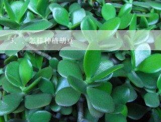 、怎样种植胡豆