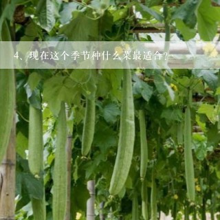 现在这个季节种什么菜最适合？