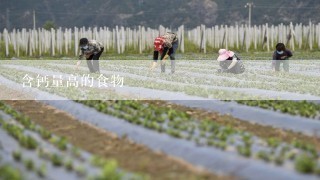 含钙量高的食物