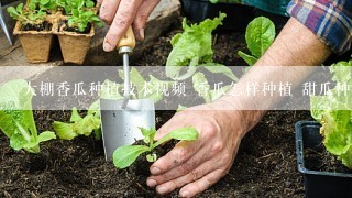 大棚香瓜种植技术视频 香瓜怎样种植 甜瓜种植