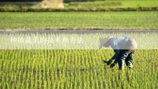 种植蔬菜的技术和方法