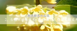 石榴树种植技术 5个步骤让石榴果又圆又大又多