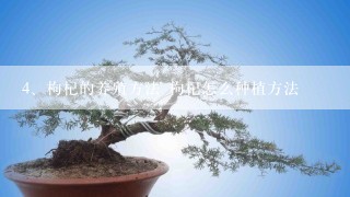 枸杞的养殖方法 枸杞怎么种植方法