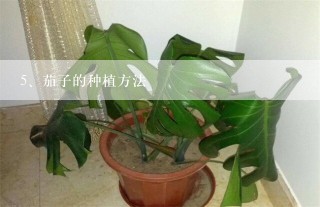 茄子的种植方法