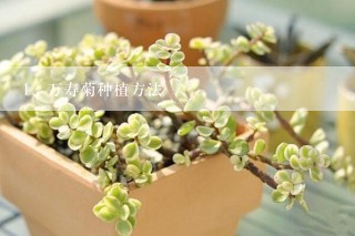 万寿菊种植方法