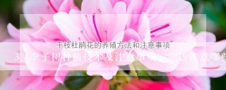 李子树种植技术及注意事项，应该注意哪些呢？