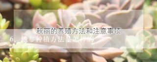 地参种植方法是怎样的