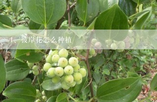 彼岸花怎么种植