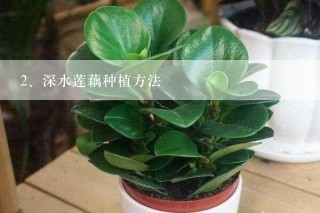 深水莲藕种植方法