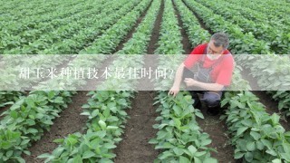 甜玉米种植技术最佳时间？