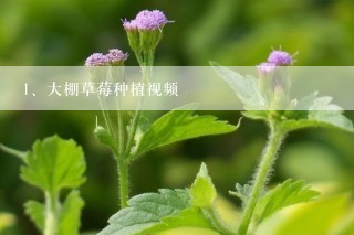 大棚草莓种植视频