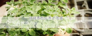 柠檬种植方法