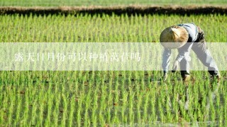 露天11月份可以种植莴苣吗