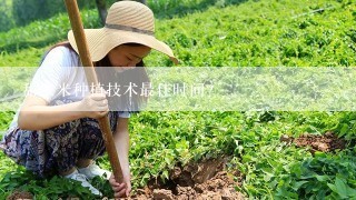 甜玉米种植技术最佳时间？