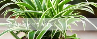 怎样种植早春西红柿