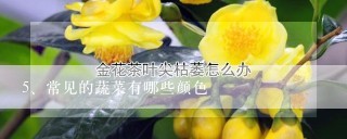 常见的蔬菜有哪些颜色