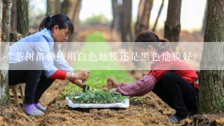 茶树苗种植用白色地膜还是黑色地膜好？