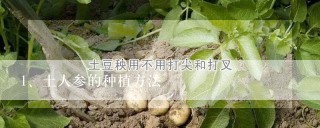 土人参的种植方法