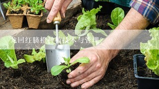 龙回红脐橙种植技术与管理？