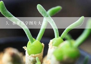 水果名字图片大全