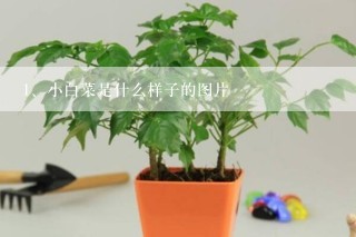 小白菜是什么样子的图片