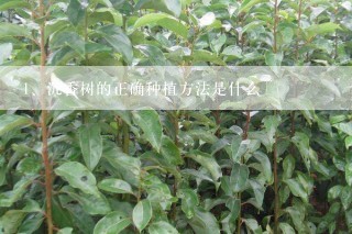 沉香树的正确种植方法是什么