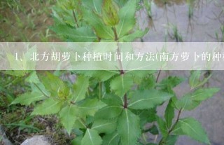 北方胡萝卜种植时间和方法(南方萝卜的种植方法和时