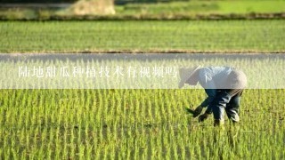 陆地甜瓜种植技术有视频吗