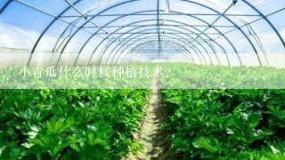 小青瓜什么时候种植技术？