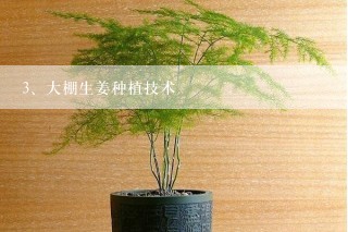 大棚生姜种植技术