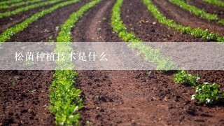 松菌种植技术是什么