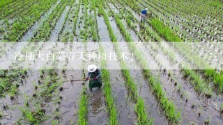 冷棚大白菜春天种植技术？