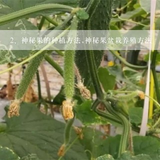 神秘果的种植方法,神秘果盆栽养殖方法