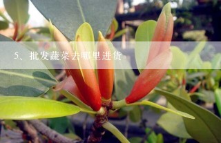 批发蔬菜去哪里进货