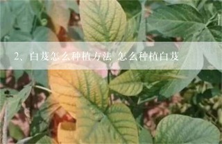 白芨怎么种植方法 怎么种植白芨