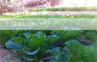 蒜苗怎么种