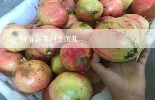 所有蔬菜种类图片