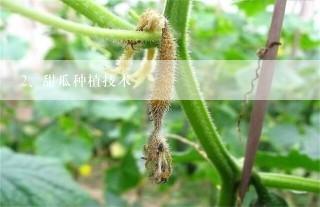 甜瓜种植技术