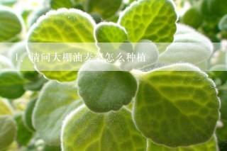 请问大棚油麦菜怎么种植