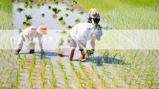 什么时侯种荠菜