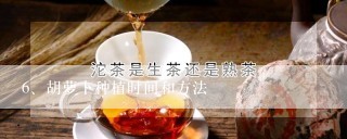 胡萝卜种植时间和方法