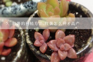 红薯的种植方法_红薯怎么种才高产