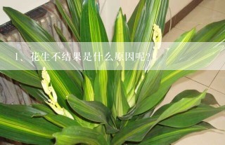 花生不结果是什么原因呢？