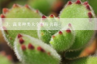 蔬菜种类大全图片名称