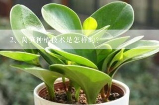 莴笋种植技术是怎样的？