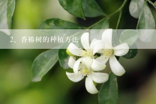 香椿树的种植方法