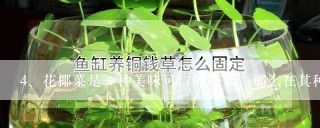 花椰菜是一种美味可口的蔬菜，那么在其种植时要注意